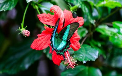 Emerald Swallowtail Butterfly taking nectar from a flower at the Victoria Butterfly Gardens 