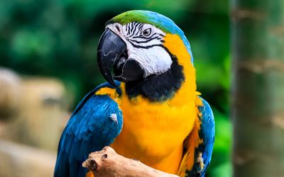 Blue and Gold South American Macaw at the Victoria Butterfly Gardens 