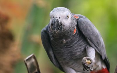 An African Grey Parrot feeding at the Victoria Butterfly Gardens 