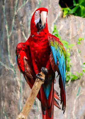 A Scarlet Macaw from the Central and South America rainforests at the Victoria Butterfly Gardens 