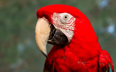 Closeup of a Scarlet Macaw at the Victoria Butterfly Gardens 