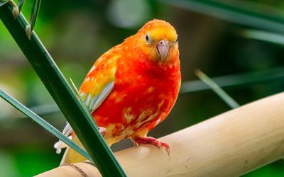 A Red-backed Parrot at the Victoria Butterfly Gardens 