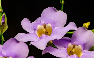 Sky Vine flower at the Victoria Butterfly Gardens 