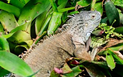 Iguana at the Victoria Butterfly Gardens 