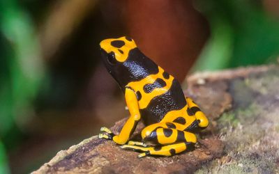 Poison Dart Frog from Central and South America at the Victoria Butterfly Gardens 