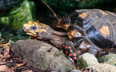 Red-footed tortoise from South America at the Victoria Butterfly Gardens 