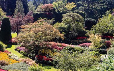 A variety of trees and plants in the Sunken Garden in Butchart Gardens