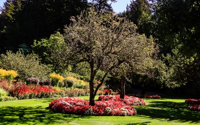 Trees surrounded by flowers on a lawn in Butchart Gardens
