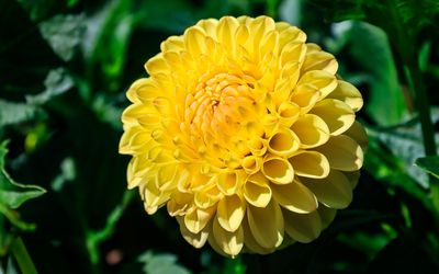 Flower along the trail in Butchart Gardens