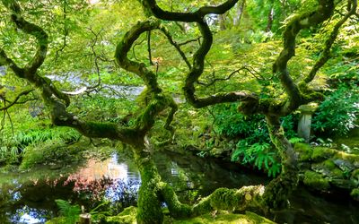 Tree and pond in the Japanese Garden in Butchart Gardens