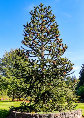 Monkey Puzzle Tree in Butchart Gardens