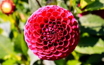 Flower along the trail in Butchart Gardens