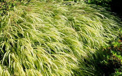 Grasses in the afternoon sunlight in Butchart Gardens