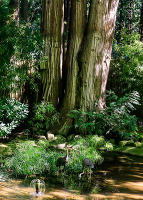 Trees tower over a small pond in Butchart Gardens