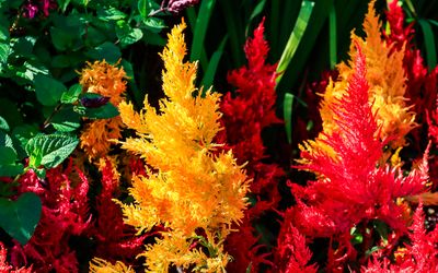 Colorful plants in Butchart Gardens