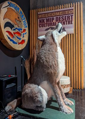 Syilix Okanagan Nation coyote figure in the NkMip Desert Cultural Centre