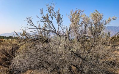 Sage and antelope-brush on the grounds of the NkMip Desert Cultural Centre