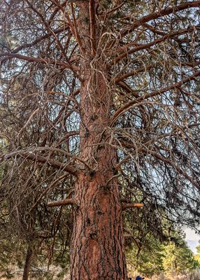 Ponderosa Pine at the NkMip Desert Cultural Centre