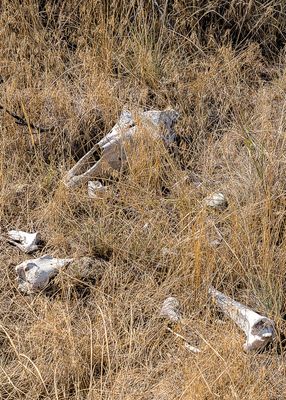 Sun-bleached bones in the desert at the NkMip Desert Cultural Centre