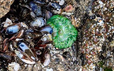 A Giant Green Anemone in a tide pool on Cannon Beach