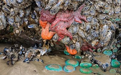 Ochre Sea Stars and Giant Green Anemone on the rocks on Cannon Beach