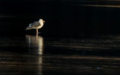 A seagull is illuminated by the rising sun against the darkened sand on Cannon Beach