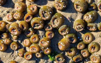 A dense mass of Aggregating Anemone on a rock on Cannon Beach