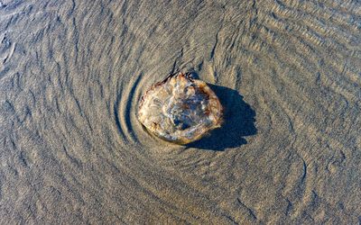 Moon Jellyfish washed up on shore where the surf creates a sand painting around it on Cannon Beach