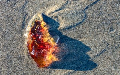 Lions Mane Jellyfish washed ashore on Cannon Beach