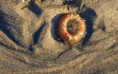 Aggregating Anemone in the sand at low tide on Cannon Beach