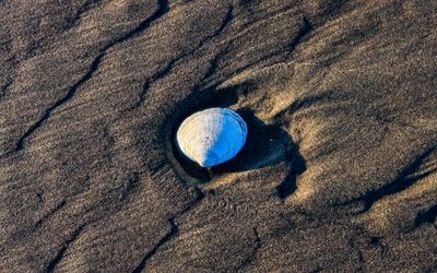 Rippled sand surrounds a sea shell, illuminated at sunrise, on Cannon Beach