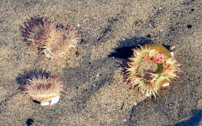 Aggregating Anemone opens up as the tide rises over them on Cannon Beach