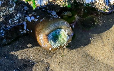 Giant Green Anemone begins to emerge as the tide rises on Cannon Beach