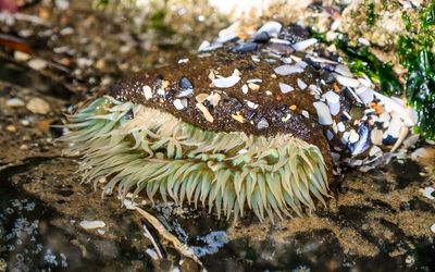 Only partially in the water, a Giant Green Anemone opens up on Cannon Beach