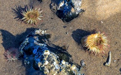 Aggregating Anemone under water in the sand on Cannon Beach