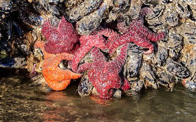 Ochre Sea Stars on a rock as the surf comes in on Cannon Beach