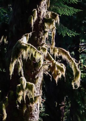 Spanish moss on a tree in Ecola State Park along the Oregon Coast