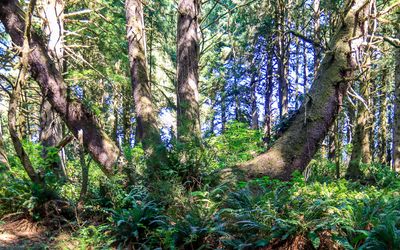 Large tree in Ecola State Park along the Oregon Coast