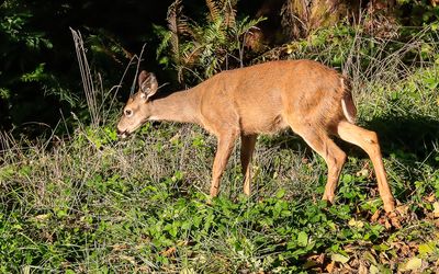 Young deer feeding on the side of the road in Ecola State Park along the Oregon Coast