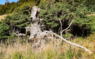 Dead, weathered tree in Ecola State Park along the Oregon Coast