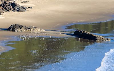 Flock of seagulls on the beach in Ecola State Park along the Oregon Coast