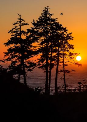 The setting sun through the trees in Ecola State Park along the Oregon Coast