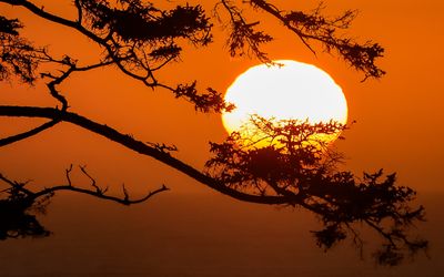 Closeup of the setting sun through tree branches in Ecola State Park along the Oregon Coast