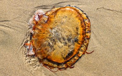 Lions Mane Jellyfish on the beach at Hug Point on the Oregon Coast