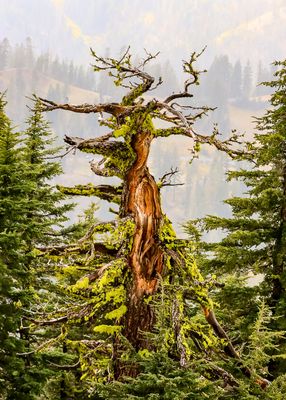 Lassen Volcanic National Park  California