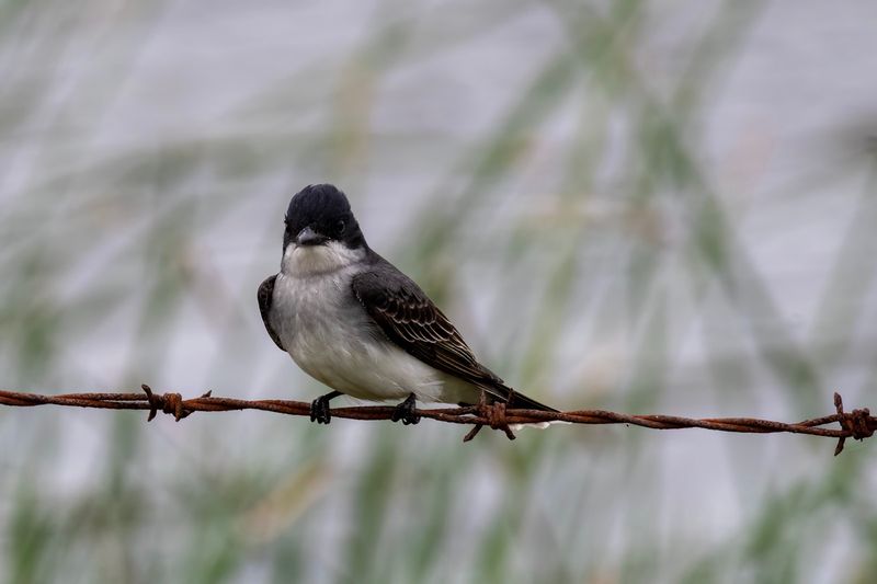 DSC_6810.jpg