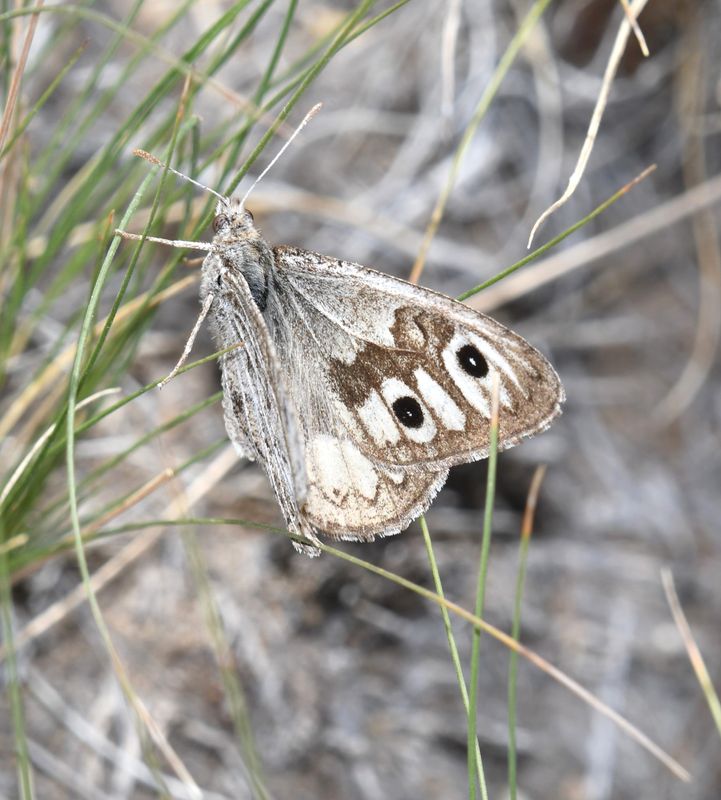 Ridings' Satyr: Neominois ridingsii