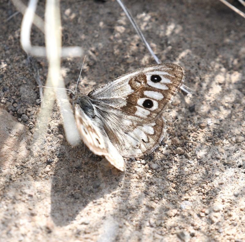 Ridings' Satyr: Neominois ridingsii