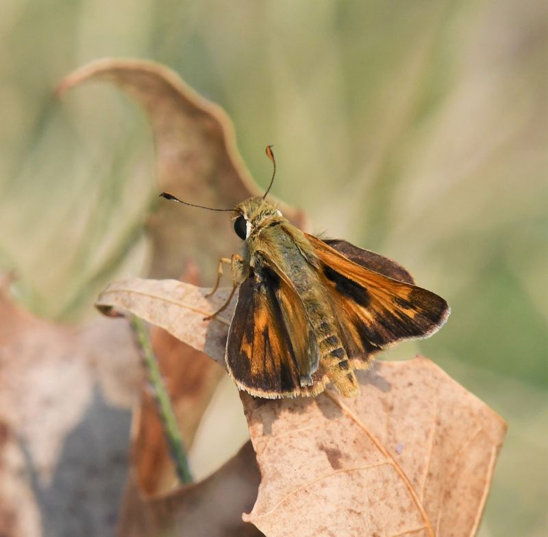Sachem: Atalopedes campestris