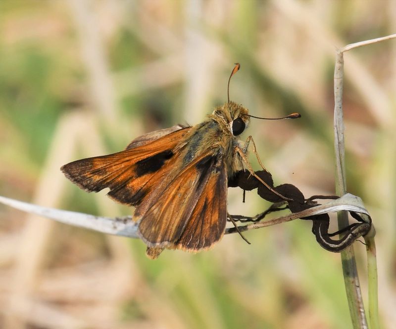 Sachem: Atalopedes campestris